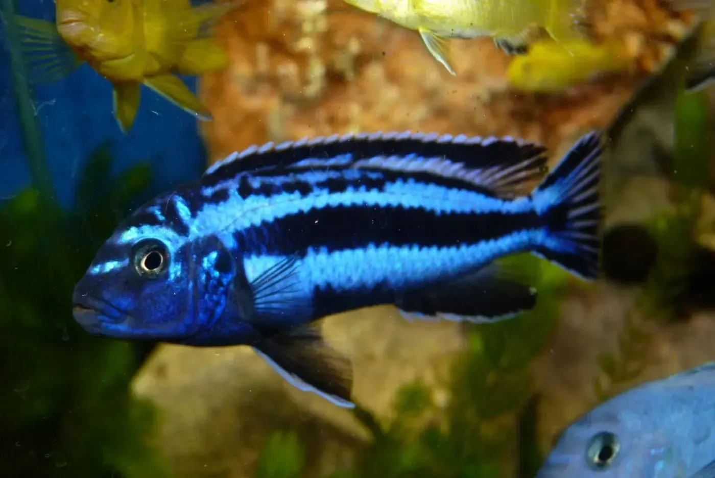 Imagem do Demasoni Pombo